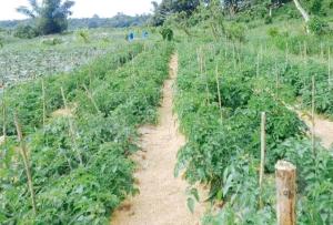 TGE Farm Resort and Food House