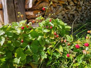 APARTMENTS ROGLA JURGOVO - Ski in Ski out