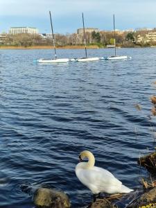 Appartements Le Valentina - Chambres au pied du lac et du metro : photos des chambres