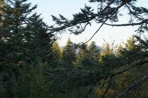 Chalets Cabanes des Volcans : photos des chambres