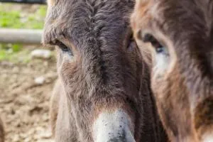 Casello K M 5 - Roccasparvera