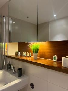 Quibid Comfort Cove QS016