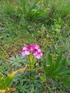 House with garden in Marinha da Mendiga