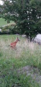 Tiny House im Grünen