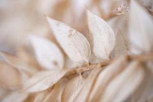 La Case de Rose en bord de plage