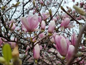 Apartment mit 1 Schlafzimmer