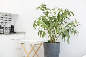 NEW BEACH Flats Valencia 2