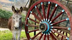 Paraje Sanchazurra - Navacarros