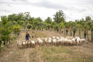 Hotels Domaine de Saint-Gery - Teritoria : photos des chambres