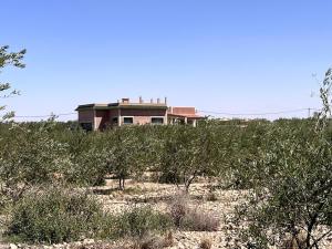 Villa in an Organic Olive Farm