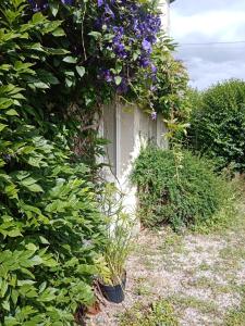 B&B / Chambres d'hotes Rose Garden Bayeux : photos des chambres