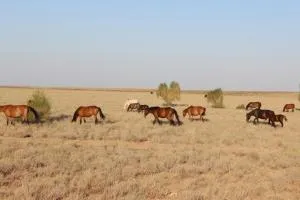 Royal Nomad Yurtland - Nurota