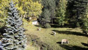 RB La Molina