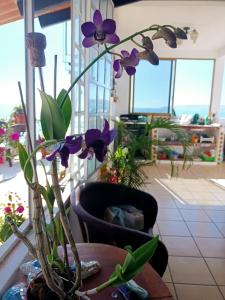 Casa Ana Ruth (Bucerias, Nay.)