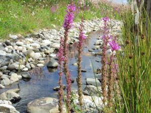 Chalet calme 2 chambres avec piscine proche du lac du Jaunay - FR-1-783-20