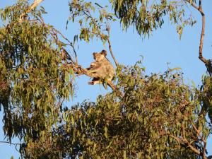 Neureum Park Luxury Eco Villas