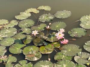 Happy Villa Khoáng Nóng 2 Ngủ Vườn Vua