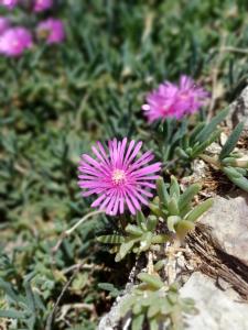 Apartment TRI MASLINE with seaview