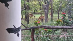 Voyage Village Lodge