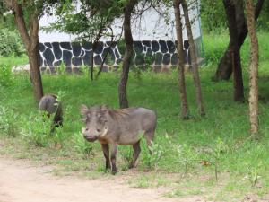 Voyage Village Lodge