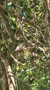Sea Views bungalow kohrong