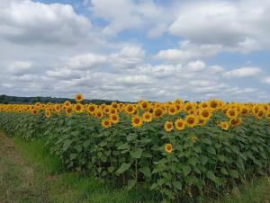Sejours a la campagne A pillole : photos des chambres