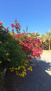 استراحة البستان الريفي