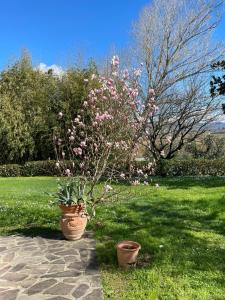 Casale Gli olivi di Dino