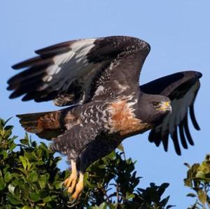 Jackal Buzzard Mountain Haven & Weddings