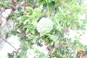 Sweetsop Jamaica Villa and Tours