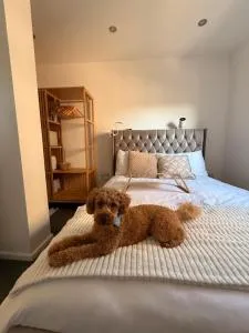 Room Near Airport Dog Lovers Welcome - Plumstead