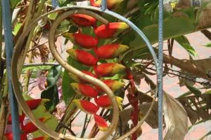 Sweetsop Jamaica Villa and Tour - Falmouth