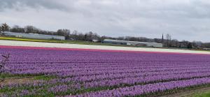 Appartementen De Wilg - Adults only