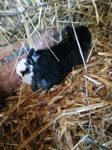 Ferienwohnungen Waldmann