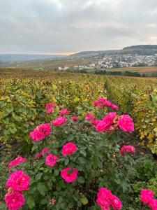 Chalets La Galipette, charmant chalet en Champagne : photos des chambres