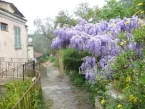 Ligurisches Rustico, umgeben von Olivenhainen am Dorfrand
