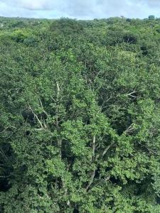 Thermas do Bosque