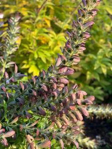 Brunstorpsgård Bränneriet