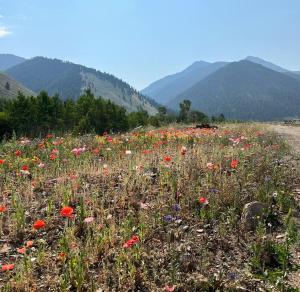 Gorgeous Wild Buffalo Tipi Near West Yellowstone