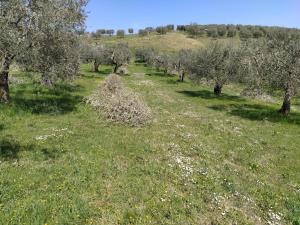 Antica Masseria Lo Conte