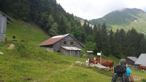 Appartements Les Grands Cerfs Amoureux : photos des chambres