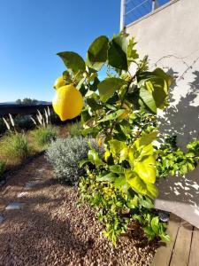 Appartements Haut de Villa - Corsica : photos des chambres
