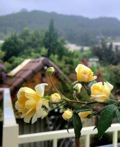 Triệu đoá hồng-Nhà Xinh Rosé