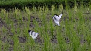 Besikalung Budget Hostel