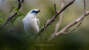 Besikalung Budget Hostel