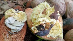 YenKarom Guest House