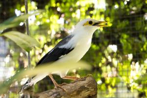 Bali Wildlife Rescue Center