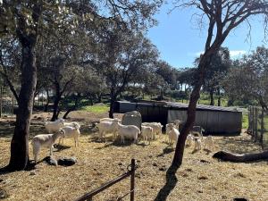 Casa de campo, Antequera