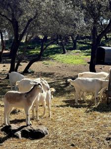 Casa de campo, Antequera