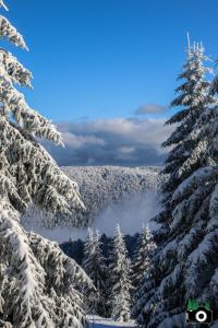 Chalets L Authentique Vosgien : photos des chambres
